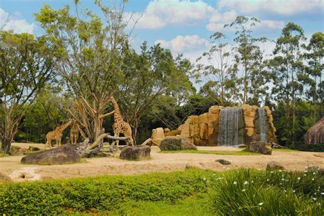 zoológico beto carrero cativeiro